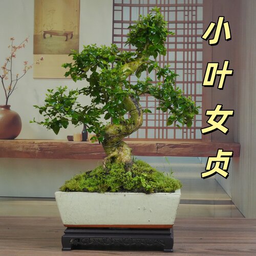 小叶女贞S游龙桩造型盆景室内观叶茶桌餐桌阳台绿植