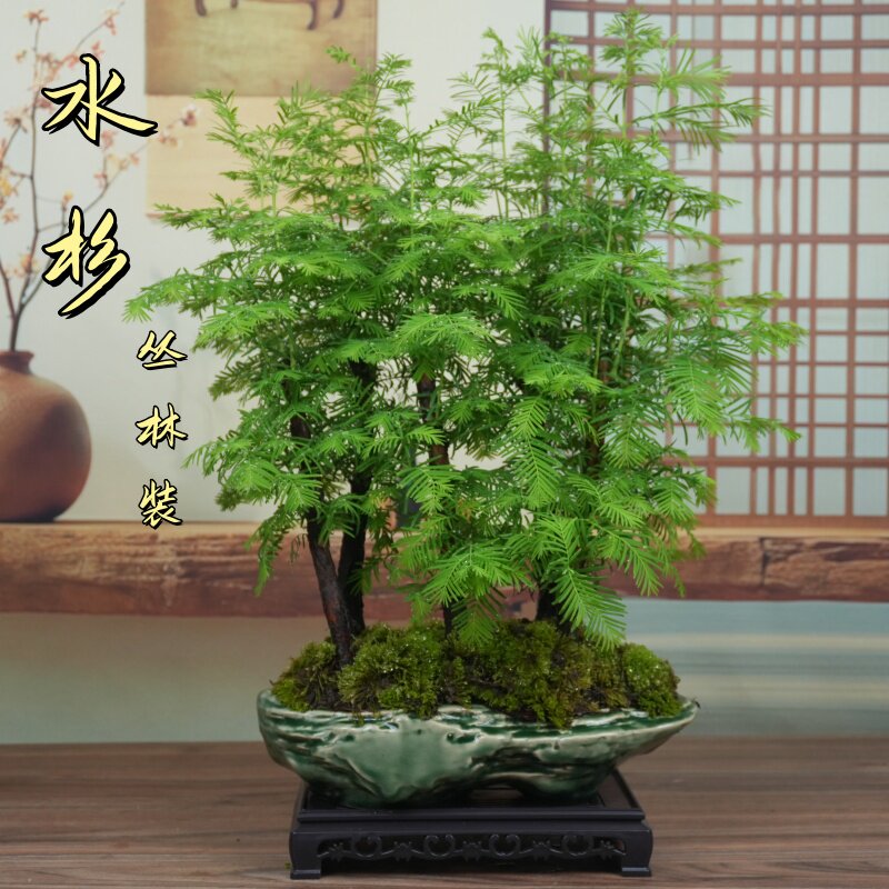 水杉丛林桩盆景室内观叶绿植