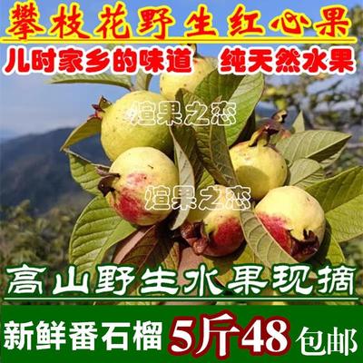 攀枝花野生红心果 高山天然水果番石榴芭乐果鸡矢果新鲜水果现摘