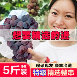 句容丁庄葡萄巨峰新鲜水果包邮 5斤出口级整箱产地直发改日本品种