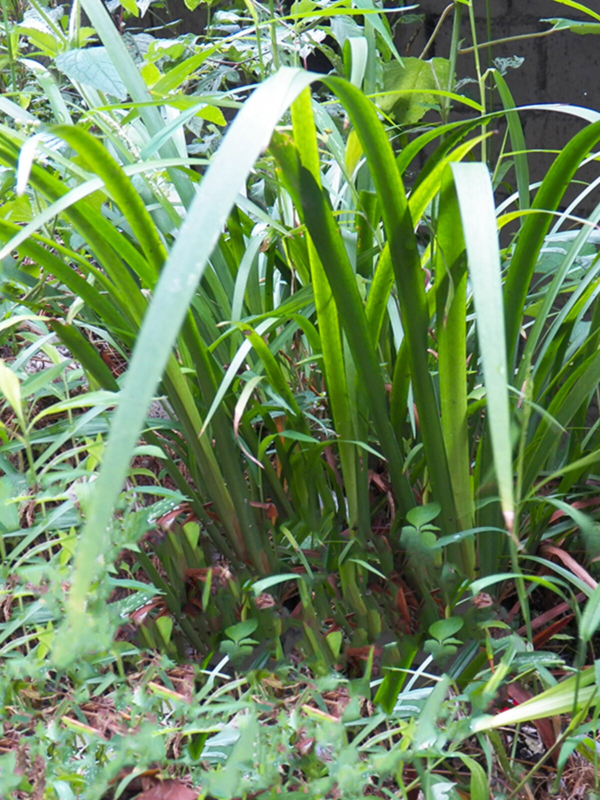 贵州香料茴香菖蒲三赖沙姜山奈五香草牛羊狗鱼肉火锅去腥鸡香草料