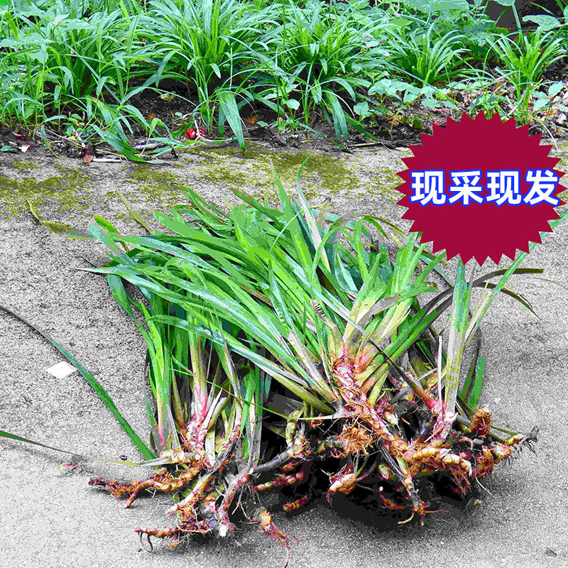 贵州香料茴香菖蒲三赖沙姜山奈五香草牛羊狗鱼肉火锅去腥鸡香草料
