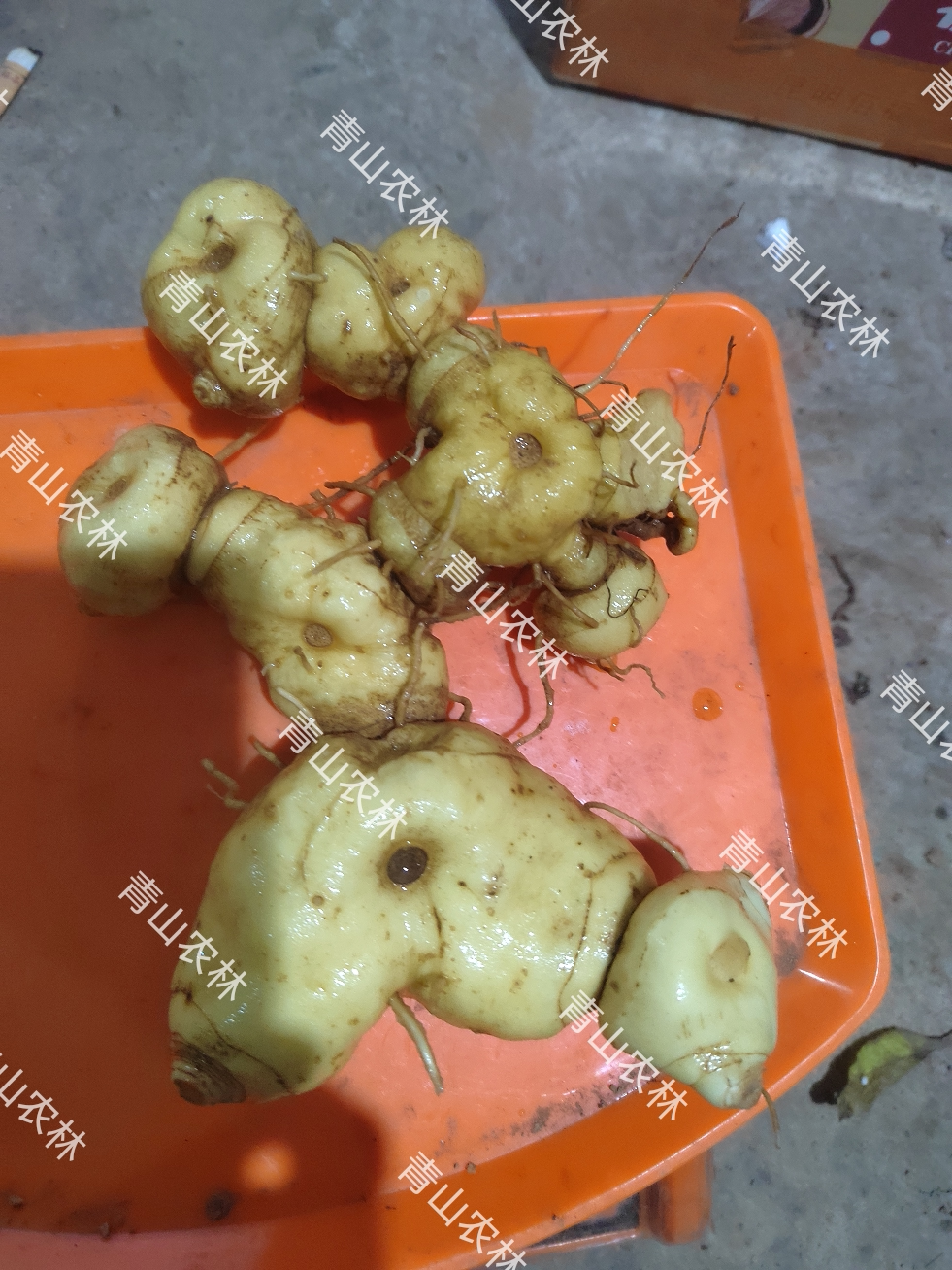 云南正宗深山黄精新鲜特级黄精新鲜老虎姜泡茶煲汤泡酒鲜黄精