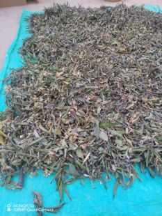 云南山区农村正宗松树寄生草寄生茶老树切碎带松枝干货寄生茶包邮