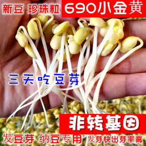 生豆芽专用黄豆小粒芽豆种子可做纳豆农家非转基因能发豆芽新大豆