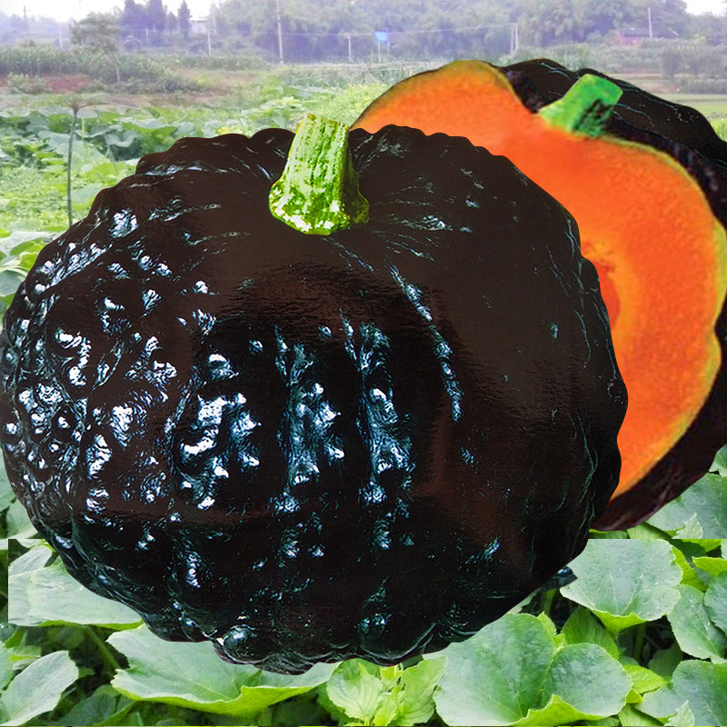 日本黑皮南瓜种春秋季甘甜面栗子味南瓜菜种子籽农家爬藤蔬菜种孑
