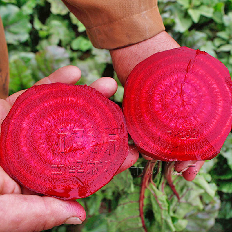红甜菜头种子甜菜根日本田菜糖菜