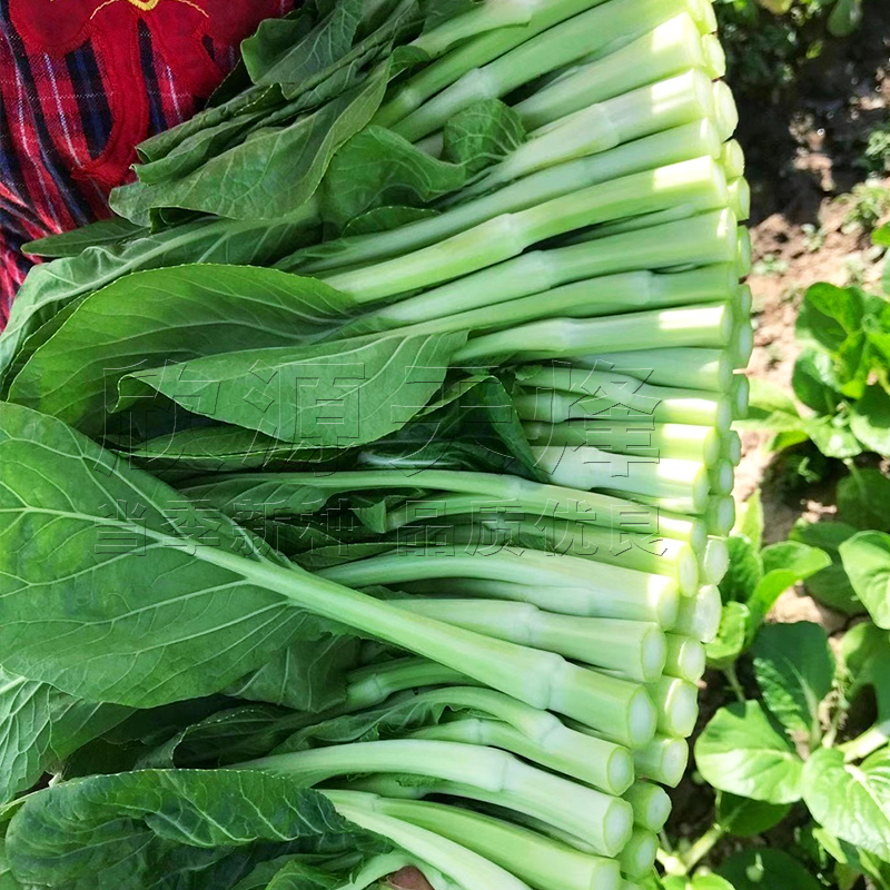 耐寒白菜苔农家农家耐寒冬季冬季