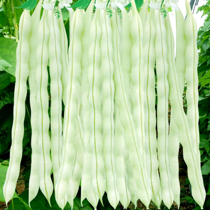 高产九粒白芸豆种种子孑春夏秋冬季菜豆蔬菜种山东老来少豆角种籽,鲜花速递/花卉仿真/绿植园艺,家庭园艺种子,淘宝优惠券,粉丝福利购,淘宝优惠卷