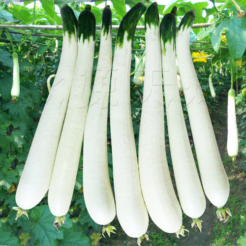 义乌玉露丝瓜种子农家秋季