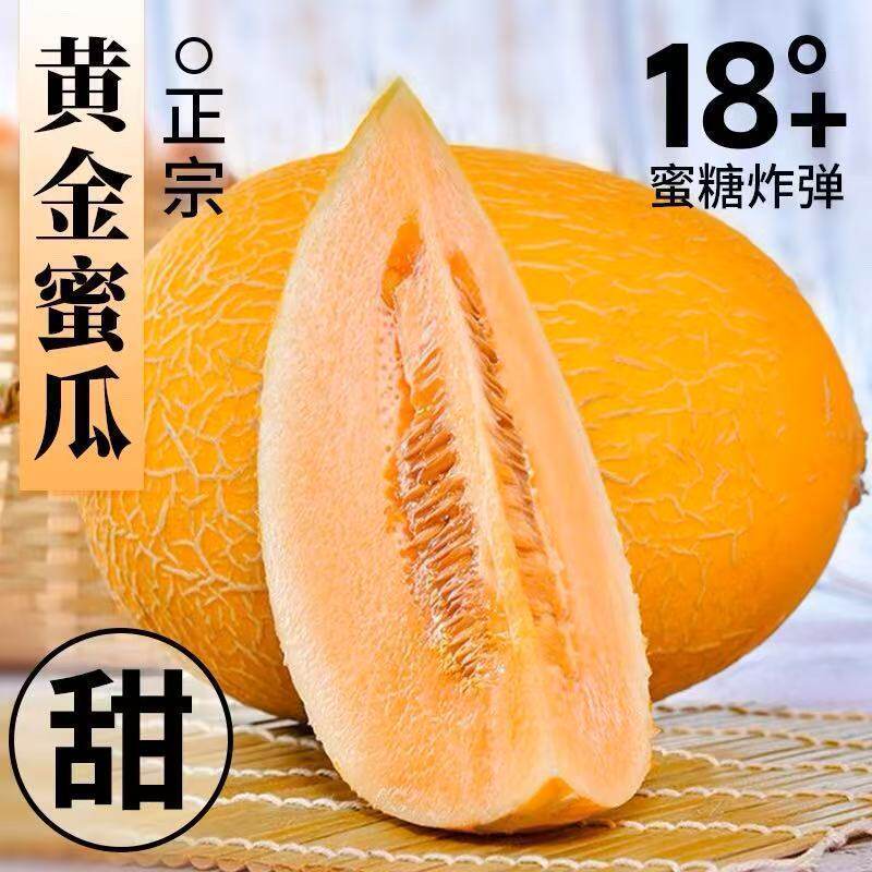 【黄金哈密瓜】黄河滩基地黄金哈密瓜黄金蜜瓜脆甜新鲜现摘网纹瓜