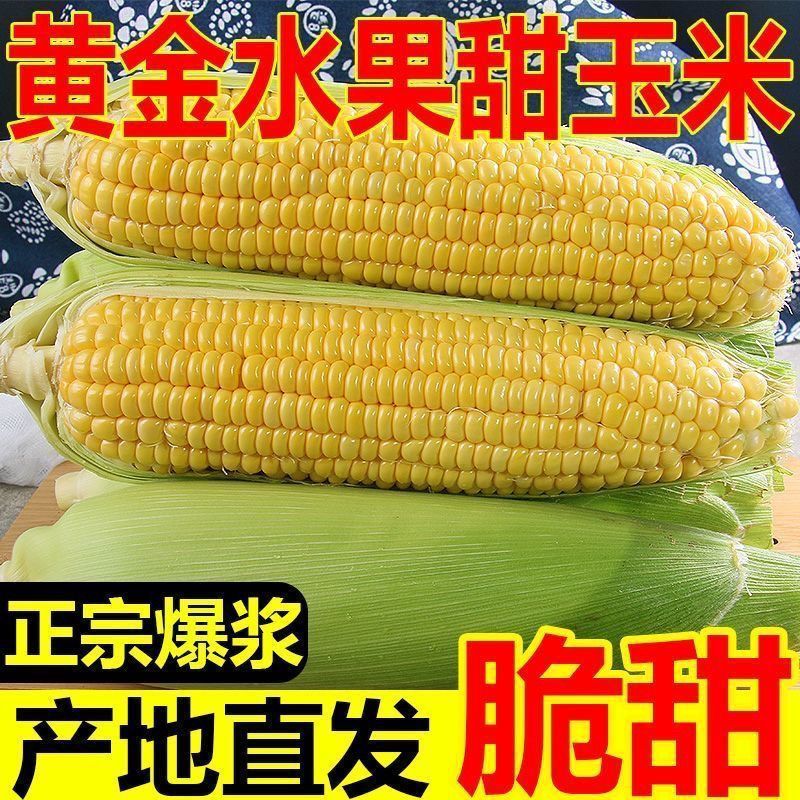 云南新鲜水果玉米棒子生吃新鲜带壳甜玉米现摘苞谷脆甜爆汁