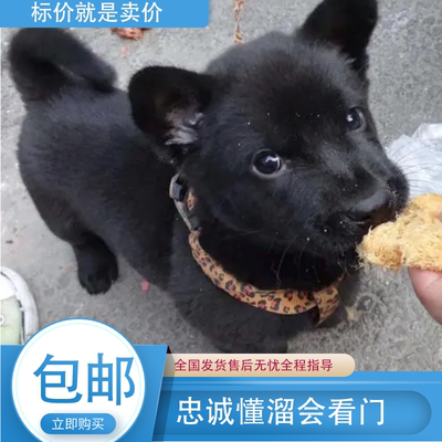 犬舍土狗纯黑无杂毛包健康