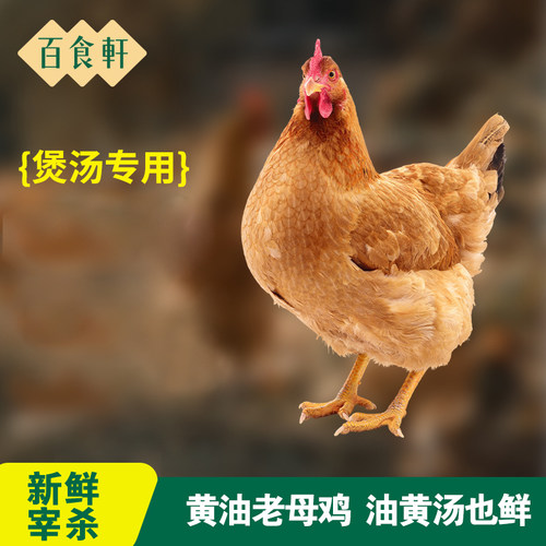 新鲜宰杀油黄汤鲜，肉质紧实