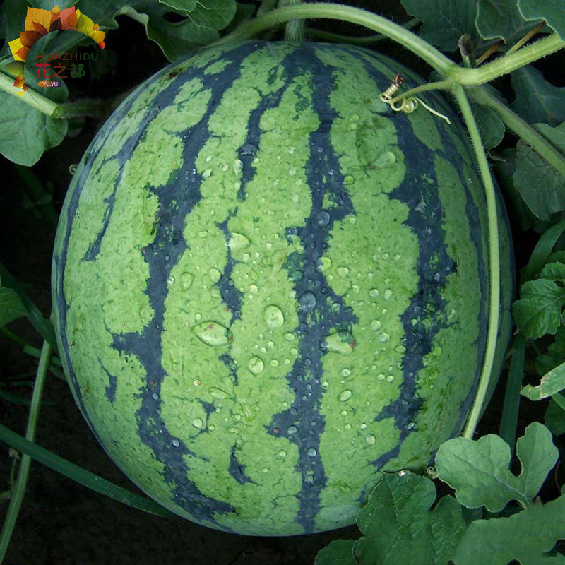 京欣一号西瓜种子 水果西瓜苗 四季播种庭院盆栽农家瓜果蔬菜种子