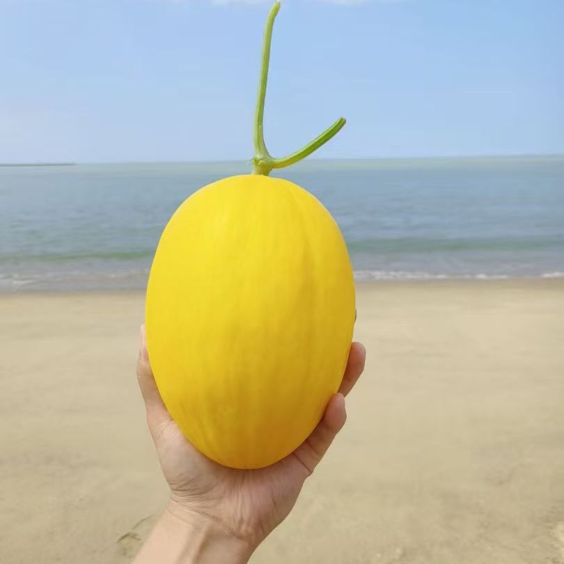 海南冰糖蜜瓜金煌蜜瓜黄金美人蜜瓜甜瓜冰激凌王品蜜瓜顺丰