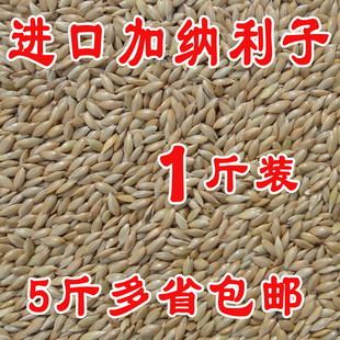 白尖粟 油尖粟 草庐籽鸟粮一件500克 鹦鹉鸟食 进口加纳利子