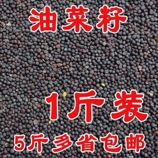 优质鹦鹉粮/油菜籽/鸟粮鸟食食物/虎皮玄凤牡丹芙蓉鸟一件500G