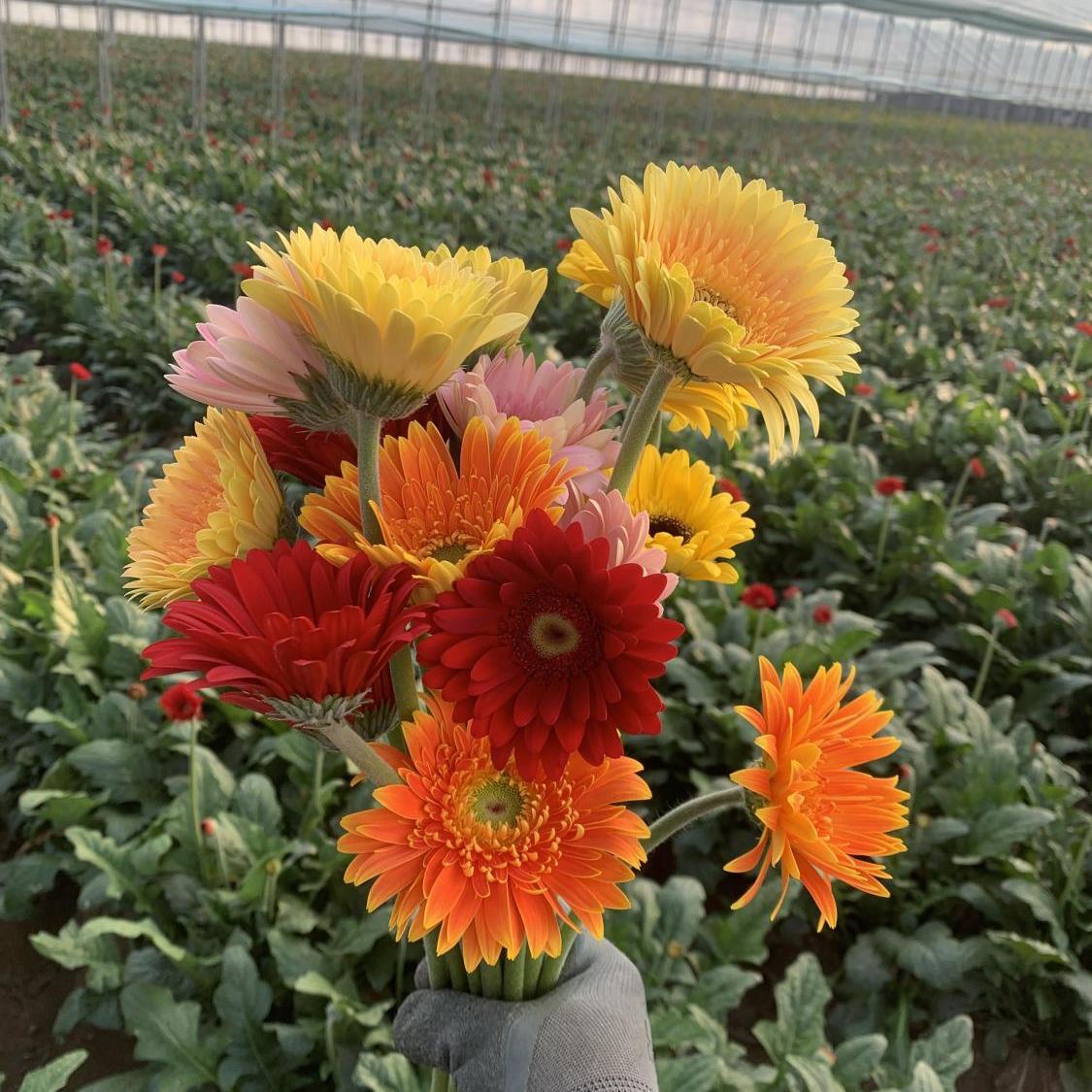 山东A级非洲菊鲜切花扶郎太阳花弗朗新鲜客厅插花基地现采直供