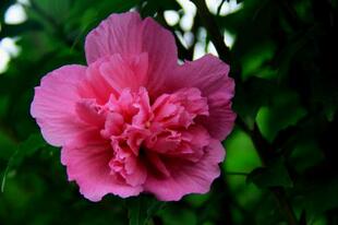 耐寒抗盐碱绿化苗风景树大花重瓣木槿苗庭院绿化工程常规绿化苗木