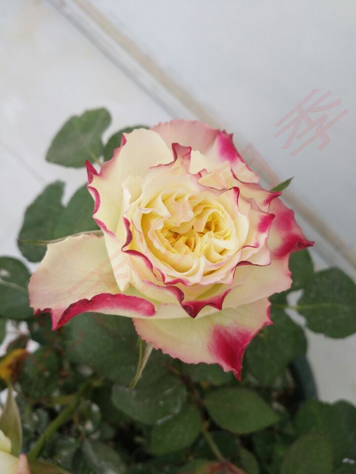 日系新切花品种月季x因素 放荡不羁的花型抗病性强适合阳台盆栽