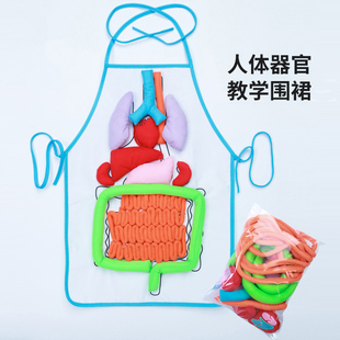 人体消化系统肚兜器官围裙内脏教学立体模型粘贴益智科学教具