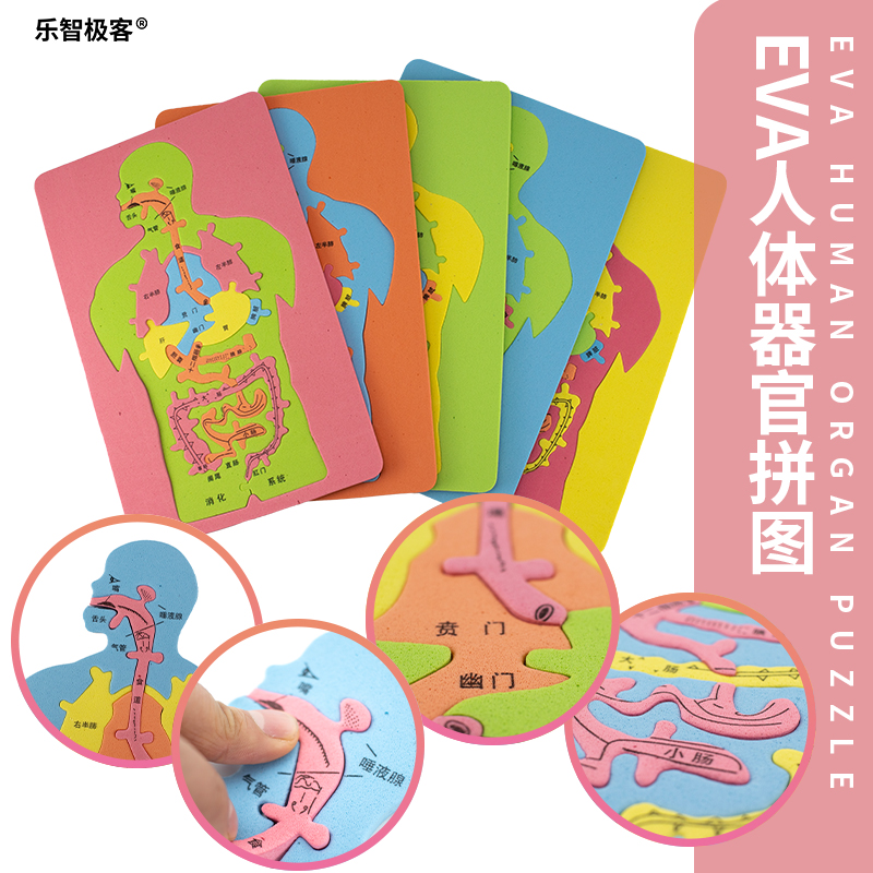 人体结构学DIY人体器官消化系统EVA科教小制作内脏拼图模型认知