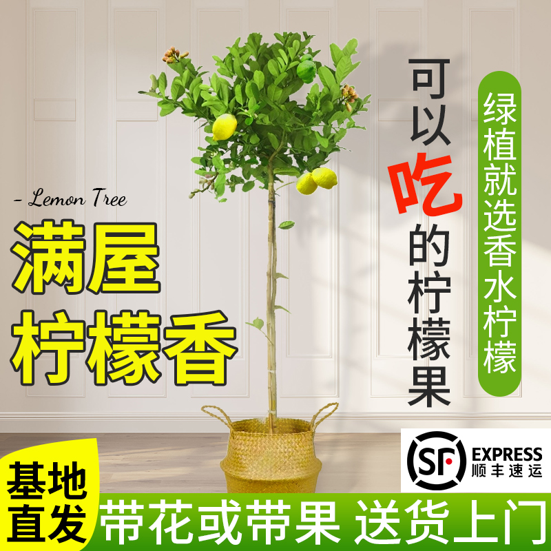 （直播间一物一拍）香水柠檬树除甲醛大型室内外阳台客厅绿植可食