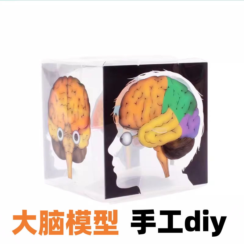 小学生科学实验大脑模型幼儿园科技小制作发明教具人脑结构材料