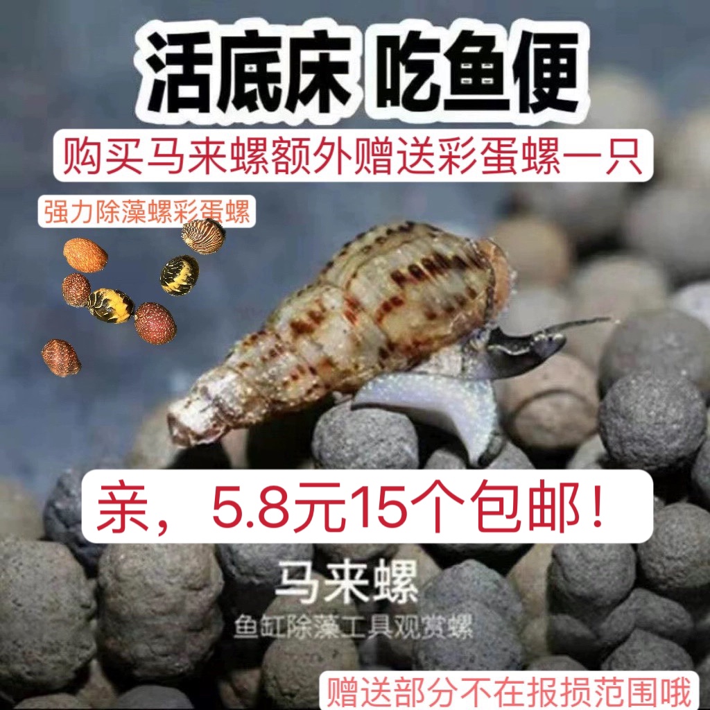 马来螺清洁鱼缸藻水质粪便冷水净化新品观赏螺草缸食藻净水繁殖