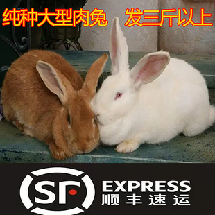 兔子活物肉兔成年家兔大兔苗活体白兔新西兰种兔公母非一对兔子