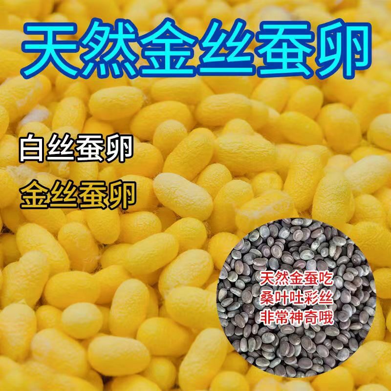 彩色金丝蚕卵蚕宝宝蚕子蚕籽活体学生养蚕套装宠物种蚕茧桑叶包邮