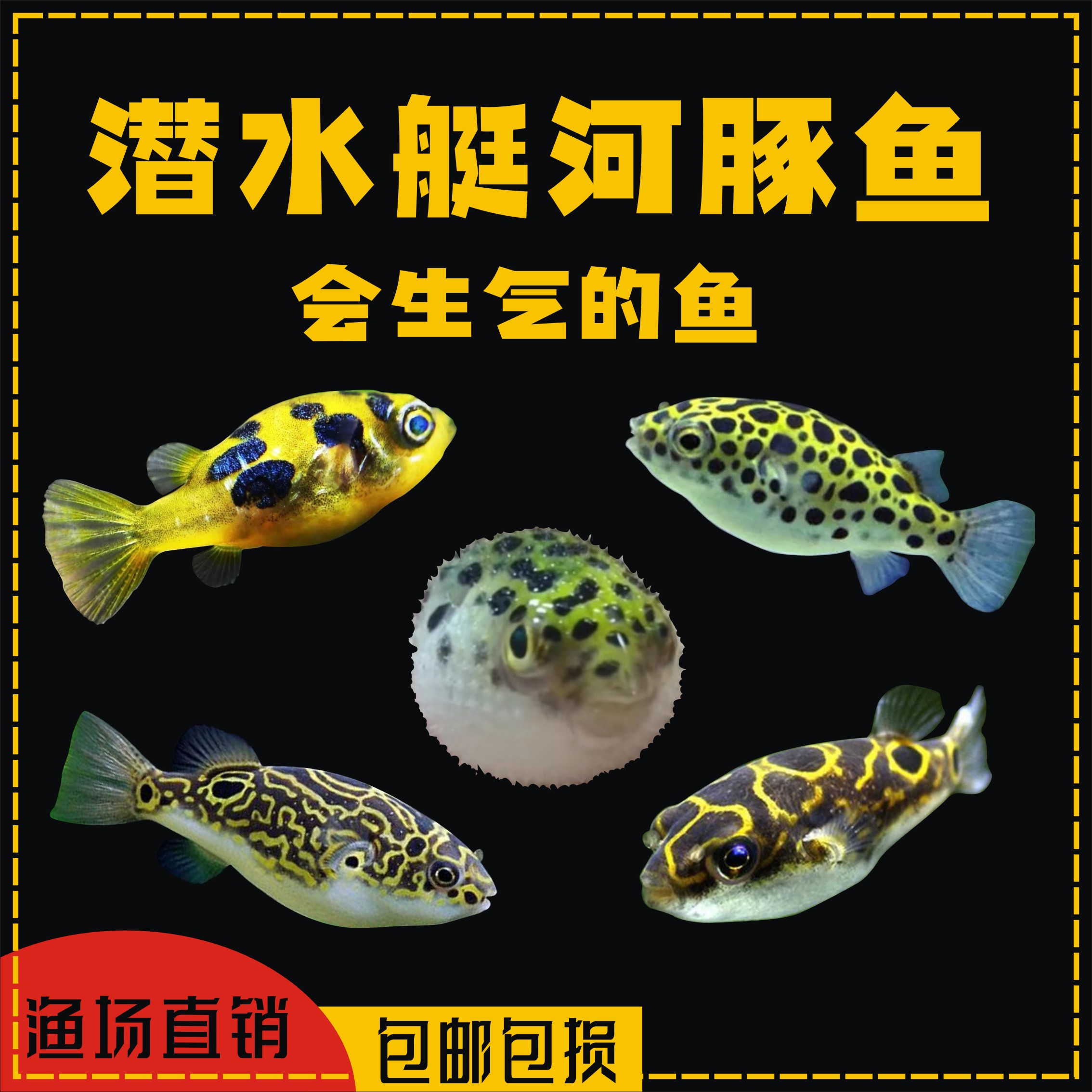 河豚鱼吃螺潜水艇观赏鱼活体会生气的鱼气泡鱼皇冠狗头巧克力娃娃