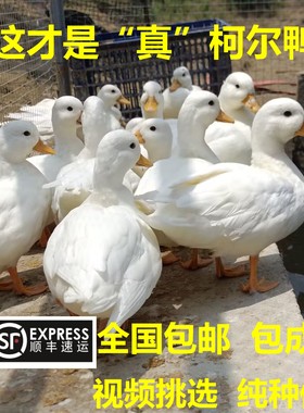 宠物柯达鸭可达鸭子纯种柯尔鸭宠物鸭受精蛋科尔鸭活体鸭幼崽