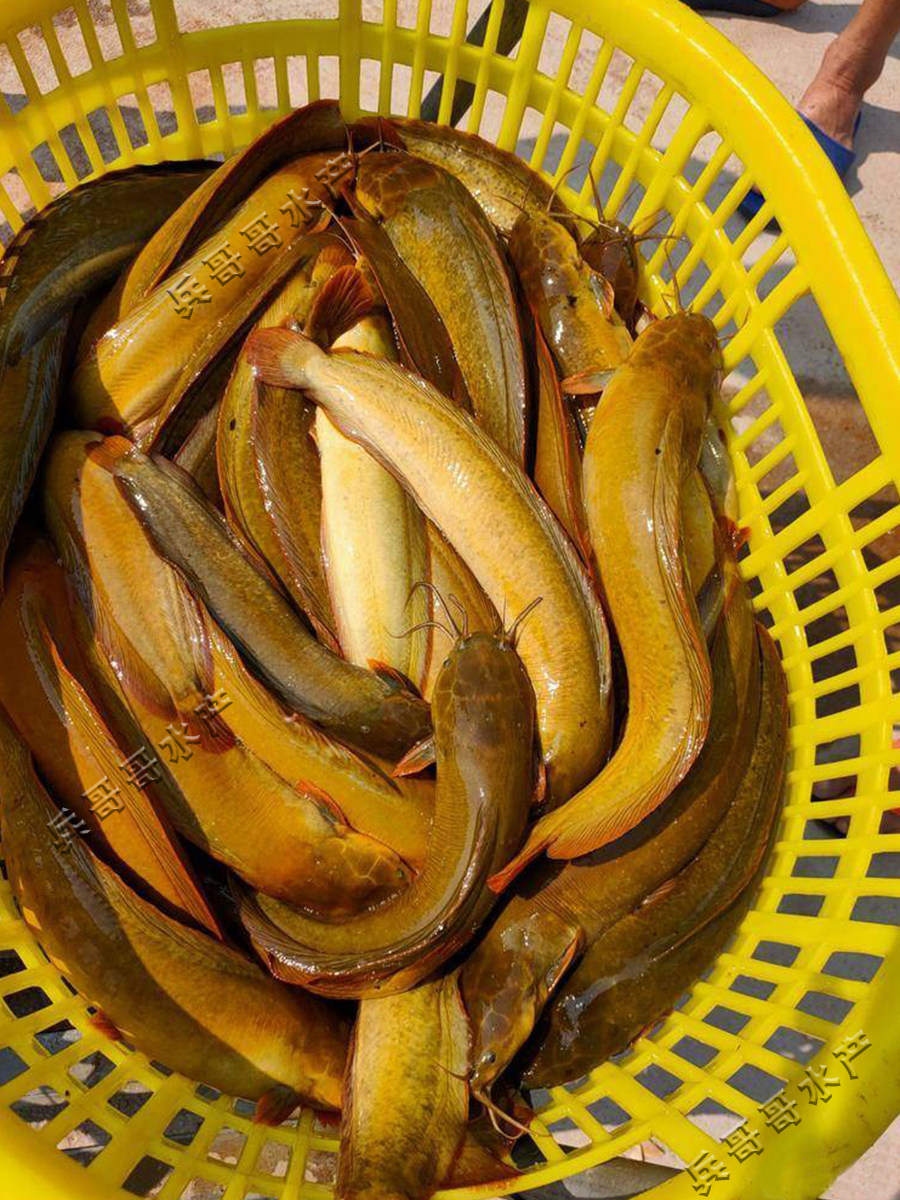 塘角鱼鱼苗淡水 养殖食用本地塘鲺鱼苗鲶鱼苗大全鱼苗批 发鲇鱼苗图片