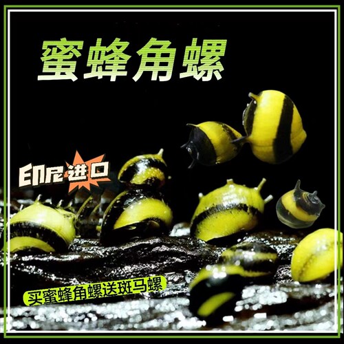印尼进口蜜蜂角螺观赏螺活体除藻螺宠物螺买4送2只包邮