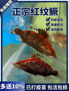 红纹鳜鱼苗观赏鱼活体桂花鱼苗红鳜鱼苗淡水养殖食用饲料鳜斑鳜鱼