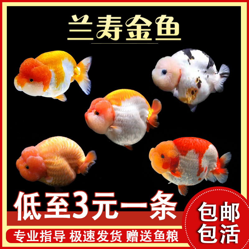 兰寿金鱼冷水鱼蓝瘦观赏鱼活体波妞金鱼招财泰狮好养耐活淡水小鱼