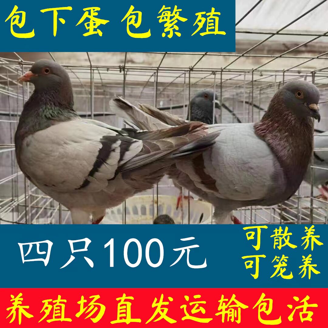 活鸽子一对白羽王种鸽包下蛋鸽子银王鸽瓦灰鸽青年鸽家养鸽子活物