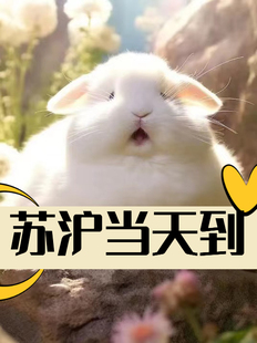 兔子活物侏儒兔垂耳兔荷兰茶杯兔小型迷你长不大送笼子视频挑选