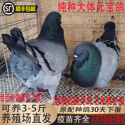 巨型元宝鸽种鸽子活体一对特大观赏鸽子蛋肉鸽活物活体观赏鸟包活