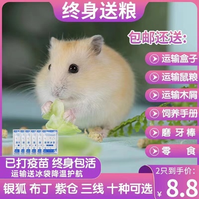 家养小仓鼠活物已打疫苗不咬人金丝熊一对送笼子银狐布丁三线紫仓