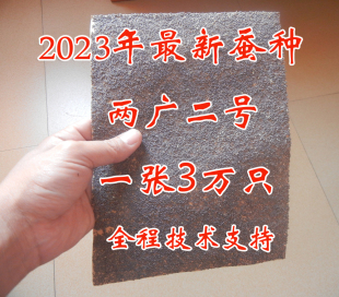 2023年蚕种 两广二号 蚕种 桂蚕 蚕卵 蚕子 白蚕 蚕宝宝 蚕种