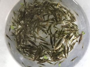 黑壳虾小缸清洁虾乌龟龙鱼饲料除藻虾观赏虾工具虾草虾活体工具虾