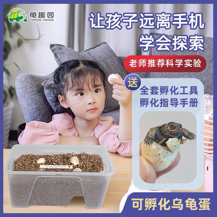 乌龟蛋可孵化儿童宠物小乌龟草龟巴西龟受精蛋种蛋乌龟蛋孵化套装