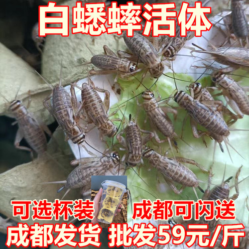 白蟋蟀活体油葫芦蛐蛐