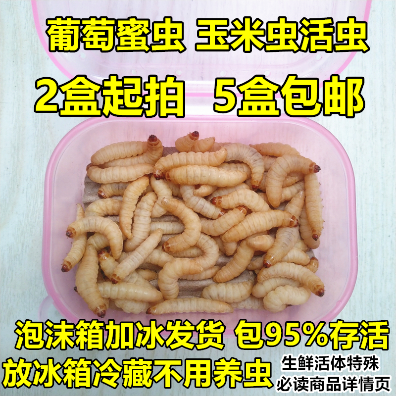 玉米虫活虫葡萄蜜虫钓鱼喂鸟宠物