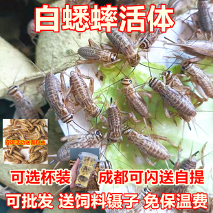 白蟋蟀活体蛐蛐油葫芦小蟋蟀1-2cm压成体500g守宫鸟宠物食料包邮