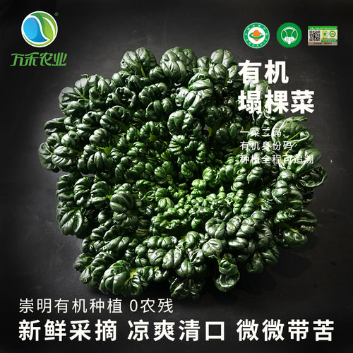 万禾农业万禾有机塌菜乌塌菜塔菜塌棵菜塌地松黑菜家常菜250 叶菜
