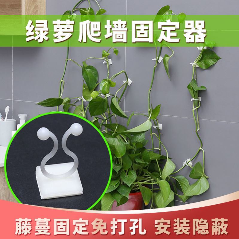 绿萝爬墙固定器园艺用品环保免打孔藤蔓固定器自粘爬藤线缆固定器